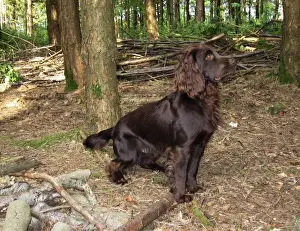 Personalized Pet Art Prints: Dog - Field Spaniel