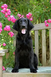 Animals/pets dogs gundog retriever flat coated/dog flat coated retriever puppy sitting garden Animals/pets dogs gundog retriever flat coated/dog flat coated retriever puppy sitting garden