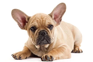 Images Dated 17th October 2010: Dog - French Bulldog puppy in studio