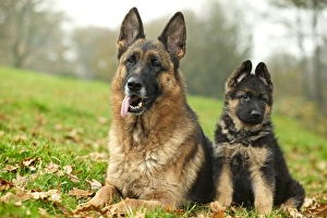 Dog - German Shepherd - adult with puppy Dog - German Shepherd - adult with puppy