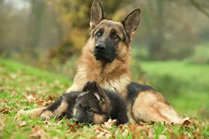 Dog - German Shepherd - adult with puppy Dog - German Shepherd - adult with puppy
