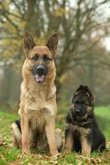 Dog - German Shepherd / Alsatian - Adult sitting down with pup Dog - German Shepherd / Alsatian - Adult sitting down with pup