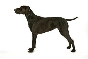 <b class=qtipBold><figcaption>DOG - German shorthaired pointer</figcaption></b><br>JD-19097 DOG - German shorthaired pointer John Daniels Please note that prints are for personal display purposes only and may not be reproduced in any way.<br><em>© John Daniels/ardea.com</em> DOG - German shorthaired pointer