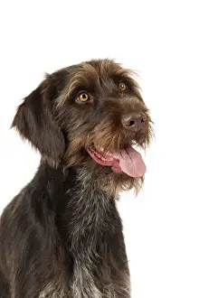 German Wire-Haired Pointer Print JD-22260 by John Daniels