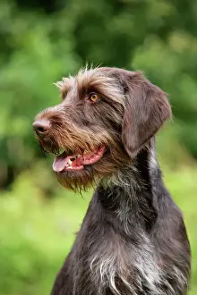 Close Up Dog Faces Prints: Dog. German Wire-Haired Pointer