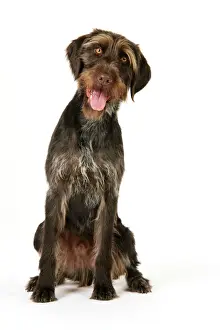 Prints of JD-22265 Dog. German Wire-Haired Pointer Also known as Deutscher Drahthaariger Vorstehhund John Daniels Please note that prints are for personal display purposes only Pointer Prints: Ardea Wildlife Print of German Wire-Haired Pointer JD-22265