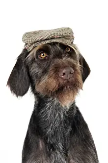 Prints of JD-22266 Dog. German Wire-Haired Pointer with hat on Also known as Deutscher Drahthaariger Vorstehhund John Daniels Please note that prints are for personal display purposes only Pointer Prints: German Wire-Haired Pointer with Hat Print JD-22266