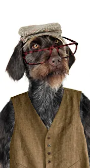 Dog - German Wire-Haired Pointer with hat glasses & waistcoat on Dog - German Wire-Haired Pointer with hat glasses & waistcoat on