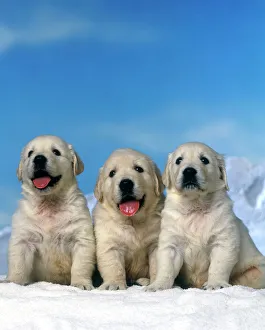 Dog - Golden Retreiver puppies Dog - Golden Retreiver puppies