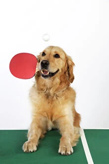 Images Dated 14th October 2009: DOG. Golden retriever playing table tennis