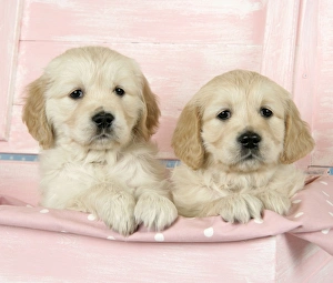 Dog. Golden Retriever puppies (6 weeks) sitting in pink box Dog. Golden Retriever puppies (6 weeks) sitting in pink box