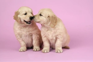 Dog. Golden Retriever puppies (6 weeks old) sitting down together Dog. Golden Retriever puppies (6 weeks old) sitting down together