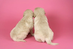 Dog. Golden Retriever puppies (6 weeks) rear view Dog. Golden Retriever puppies (6 weeks) rear view