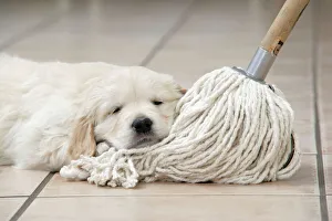 Dog. Golden Retriever puppy (6 weeks) laying head on kitchen mop Dog. Golden Retriever puppy (6 weeks) laying head on kitchen mop