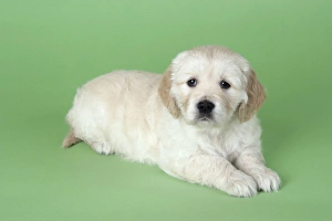 Dog. Golden Retriever puppy (6 weeks) lying down Dog. Golden Retriever puppy (6 weeks) lying down
