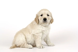 Dog. Golden Retriever puppy (6 weeks) sitting down Dog. Golden Retriever puppy (6 weeks) sitting down