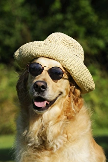Golden retriever hot sale wearing sunglasses