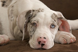 Dog - Great Dane / German Mastiff / Deutsche Dogge / Dogue Allemand (French Dog - Great Dane / German Mastiff / Deutsche Dogge / Dogue Allemand (French