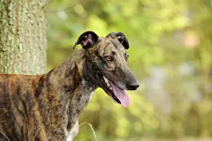 Prints of JD-21325 DOG. Greyhound in front of tree John Daniels Please note that prints are for personal display purposes only and may not be reproduced in anyway. Hound Prints: Greyhound Print JD-21325