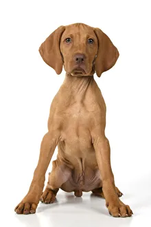 Vizsla puppy for sales sale near me