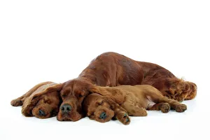 Dog. Irish Setter mother and puppies Dog. Irish Setter mother and puppies