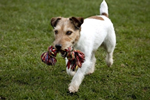 Dog - Jack Russell in garden playing with toy Dog - Jack Russell in garden playing with toy