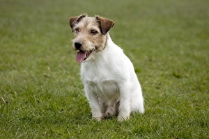 Dog - Jack Russell sitting down Dog - Jack Russell sitting down
