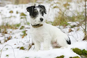 Dog - Jack Russell Terrier - sitting in snow Dog - Jack Russell Terrier - sitting in snow