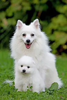 <b class=qtipBold><figcaption>Dog - Japanese Spitz</figcaption></b><br>LA-7397 Dog - Japanese Spitz Jean-Michel Labat Please note that prints are for personal display purposes only and may not be reproduced in any way.<br><em>© J. M. Labat / ardea.com</em> Dog - Japanese Spitz