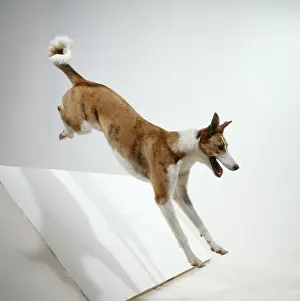 Dog Jumping Print - Side View