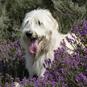 Pet Lover Gifts Online Prints: Dog - Labradoodle