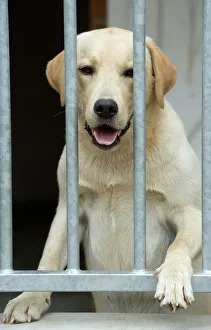 Dog - labrador looking through bars at rescue centre Dog - labrador looking through bars at rescue centre