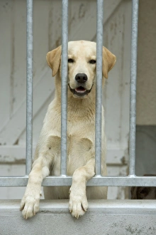 Dog - labrador at rescue centre Dog - labrador at rescue centre