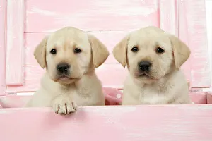 DOG. Labrador retriever puppies in a wooden box DOG. Labrador retriever puppies in a wooden box