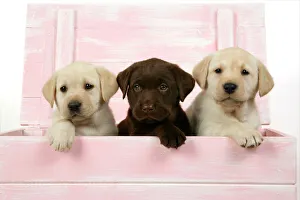 Animals/pets dogs gundog retriever labrador/dog labrador retriever puppies wooden box Animals/pets dogs gundog retriever labrador/dog labrador retriever puppies wooden box