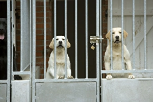 Dog - two labradors at rescue centre Dog - two labradors at rescue centre