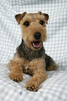 Lakeland terrier puppies near hot sale me