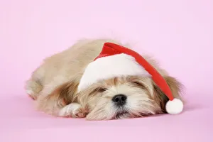 DOG - Lhasa Apso - 12 week old puppy asleep, wearing Christmas hat DOG - Lhasa Apso - 12 week old puppy asleep, wearing Christmas hat