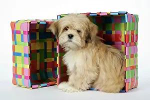 DOG - Lhasa Apso - 12 week old puppy in box DOG - Lhasa Apso - 12 week old puppy in box
