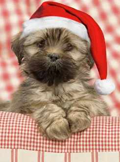 Dog - Lhasa Apso - puppy wearing Christmas hat Dog - Lhasa Apso - puppy wearing Christmas hat