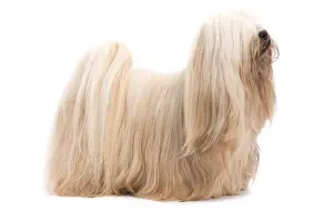 Lhasa Apso Studio Print