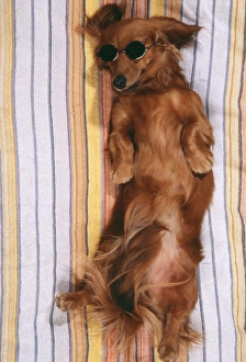 DOG - Miniature long-haired dachshund / Teckel - sunbathing, wi DOG - Miniature long-haired dachshund / Teckel - sunbathing, wi