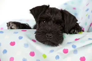Dog - Miniature Schnauzer - 10 week old puppy - lying down on sofa Dog - Miniature Schnauzer - 10 week old puppy - lying down on sofa