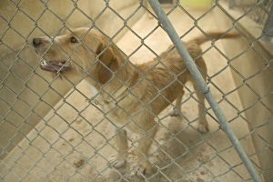 Dog - mongrel in cage at rescue centre Dog - mongrel in cage at rescue centre