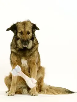 Jean Michel Labat Prints: Dog - Mongrel dropping bone