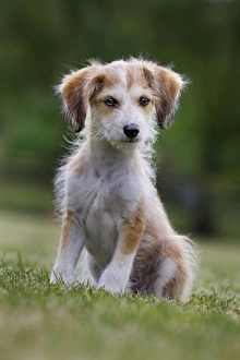 Mongrel terrier deals