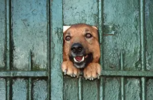 Johan De Meester Artwork Prints: Dog - Mongrel looking through hole in gate