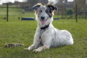 Dog - Mongrel lying down on grass with lead on Dog - Mongrel lying down on grass with lead on