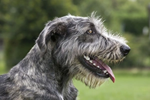 Dog - Mongrel with mouth open panting Dog - Mongrel with mouth open panting
