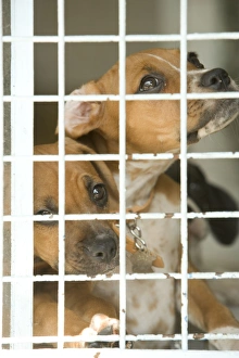 Dog - two Mongrels at rescue centre Dog - two Mongrels at rescue centre